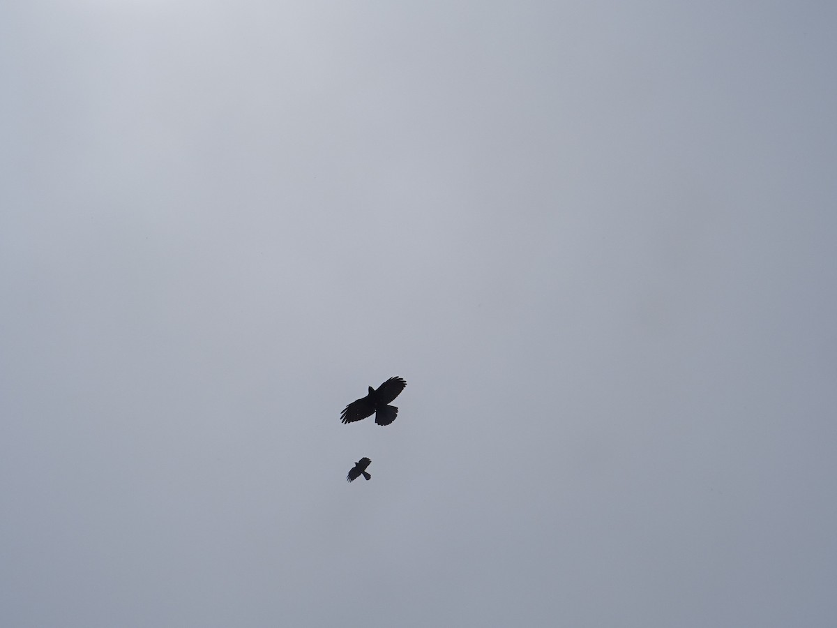 Галка альпійська жовтодзьоба - ML646389616