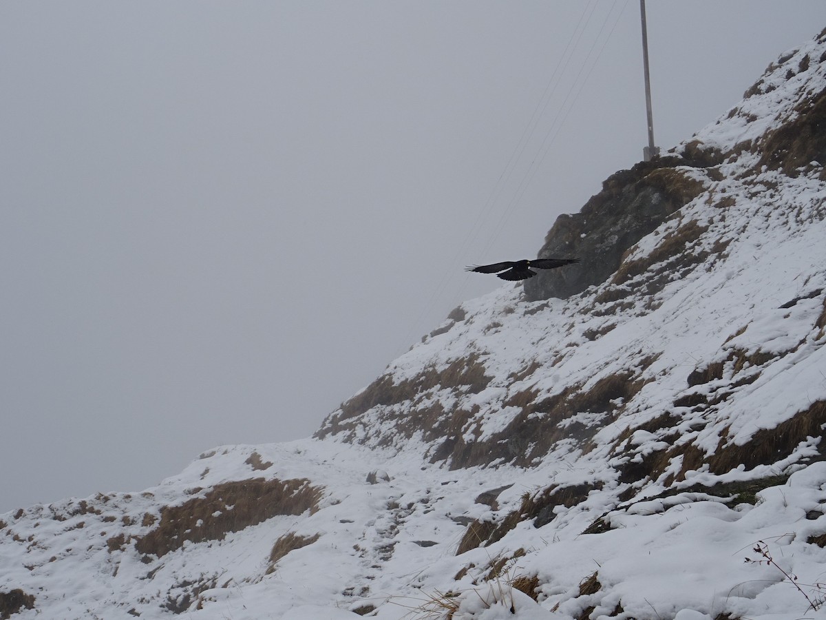 Галка альпійська жовтодзьоба - ML646389617