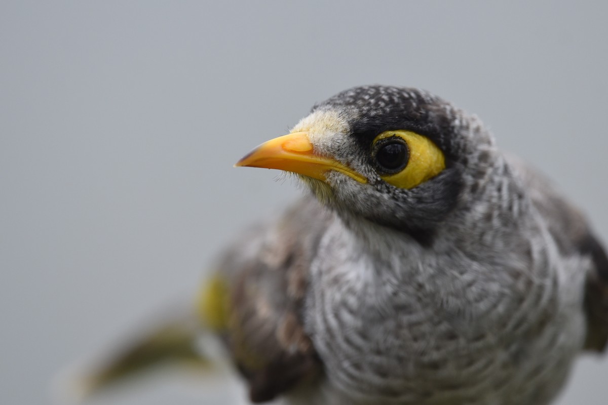 Манорина маскова - ML646389618