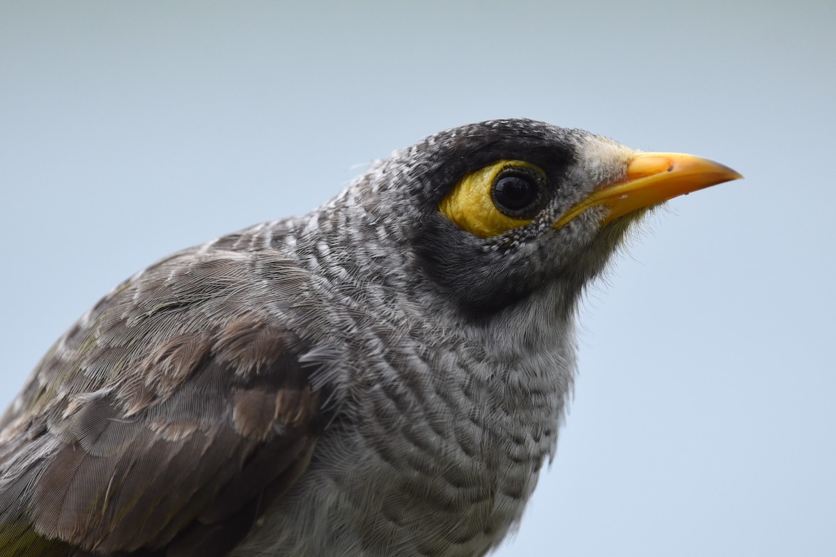 Манорина маскова - ML646389619