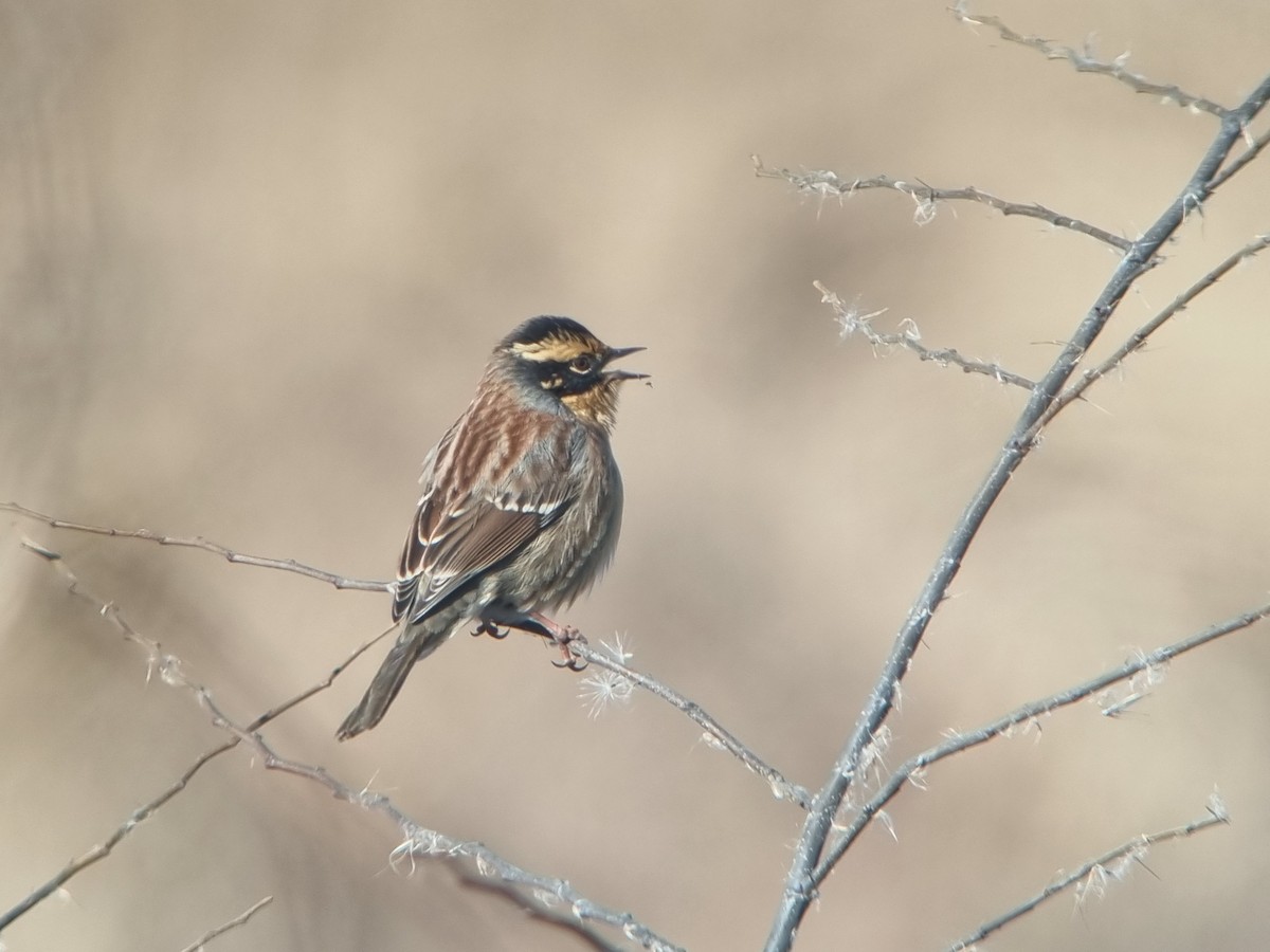 Тинівка сибірська - ML646389628