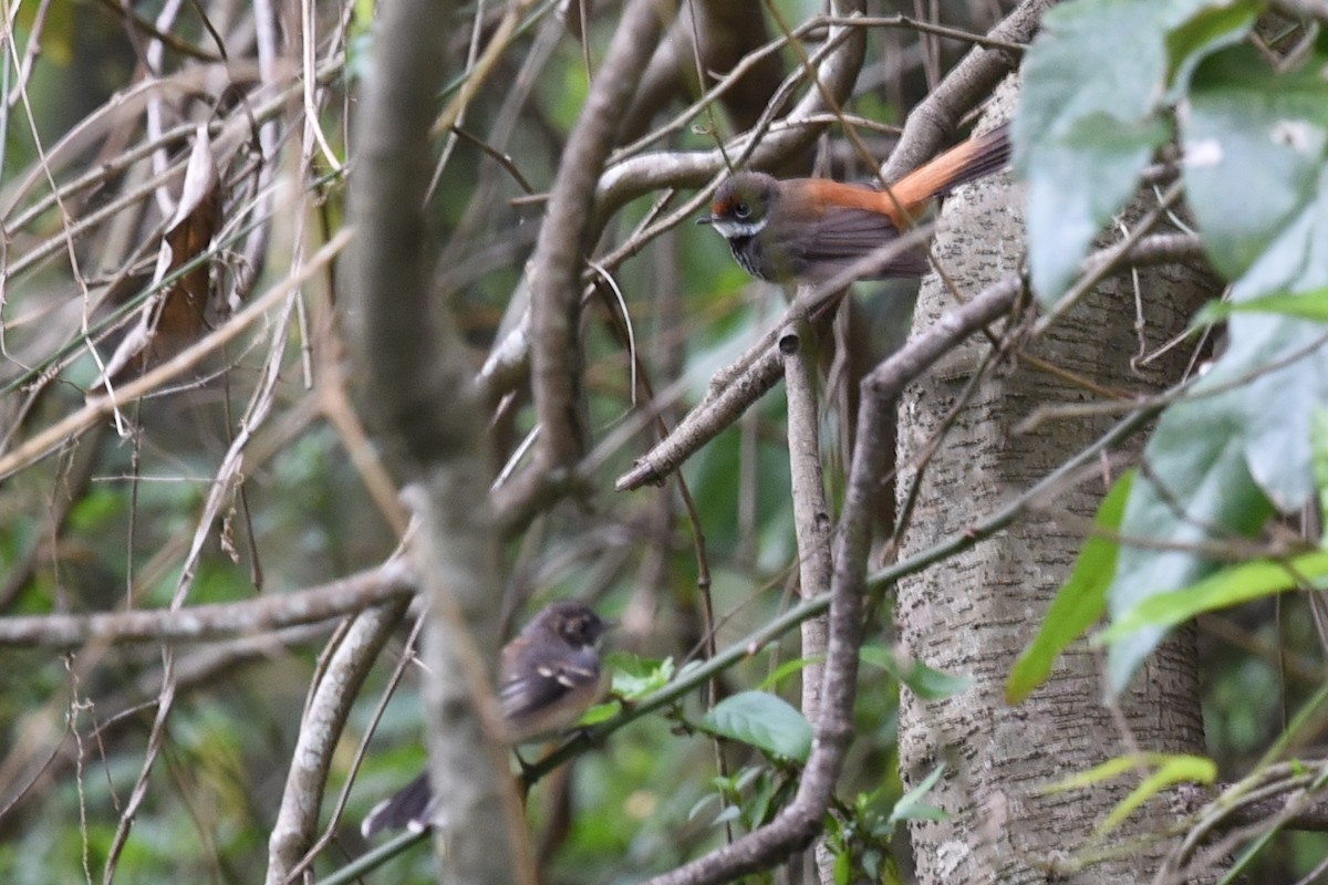 Australian Rufous Fantail - ML646389629