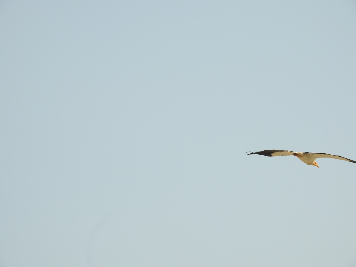 Стерв'ятник білий - ML646389632