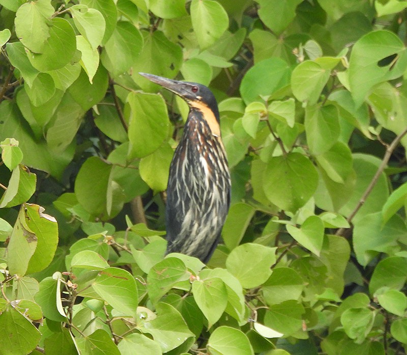 Бугайчик чорний - ML646389635