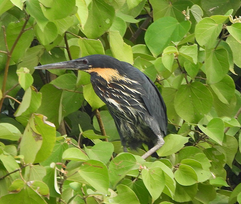 Бугайчик чорний - ML646389636