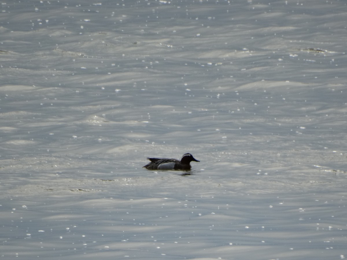 Чирянка велика - ML646389639