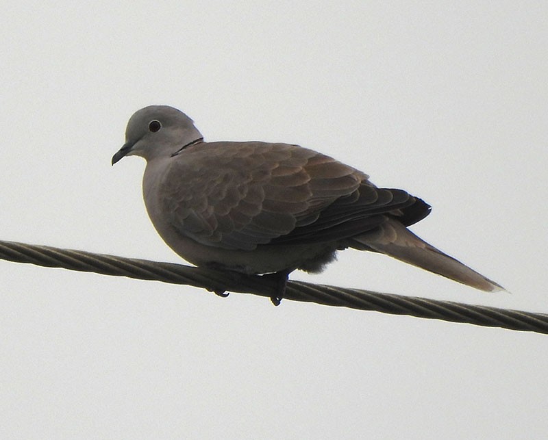 Горлиця садова - ML646389640