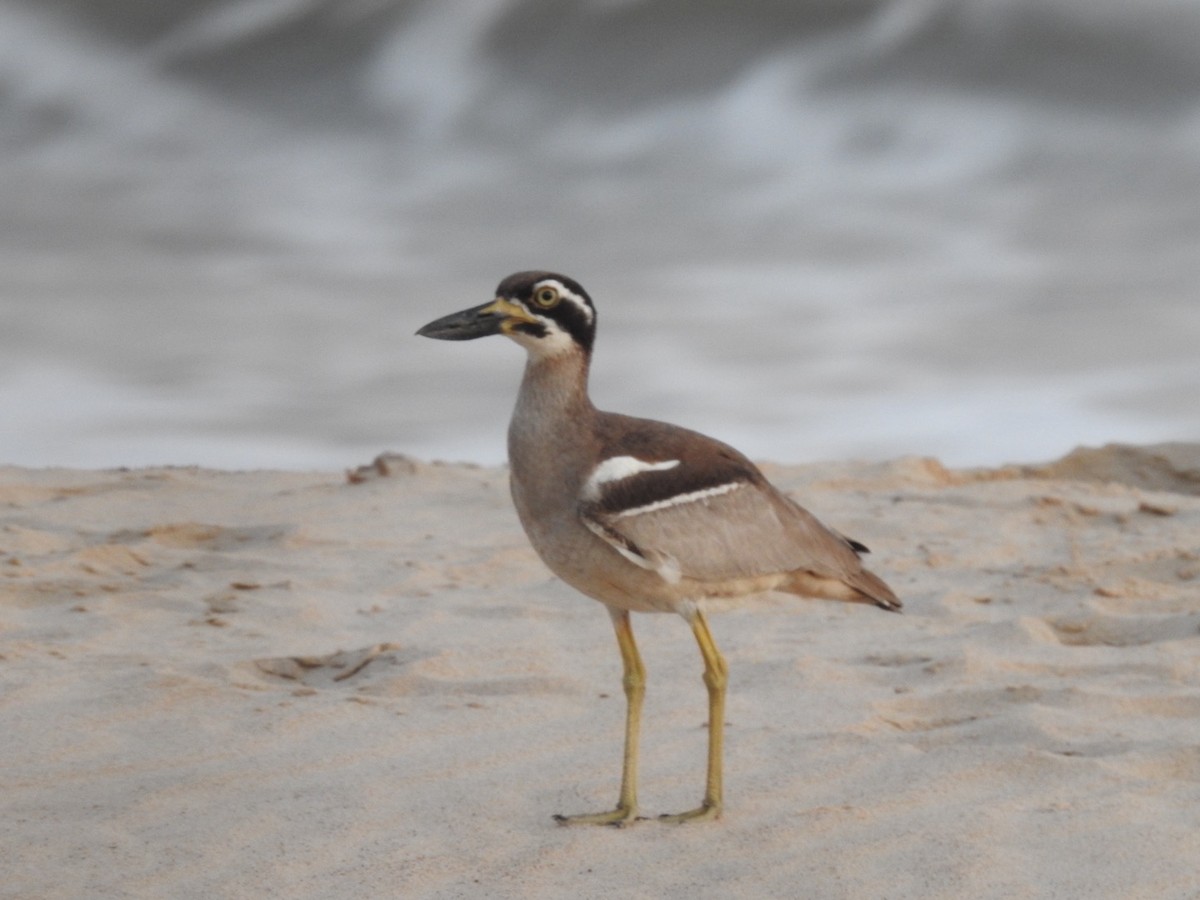 Лежень рифовий - ML646389641