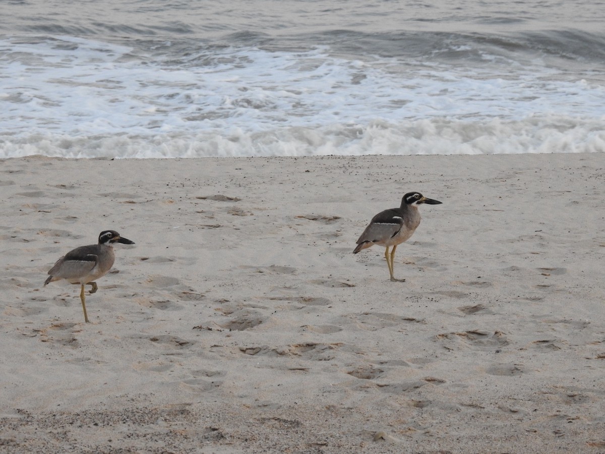 Лежень рифовий - ML646389642