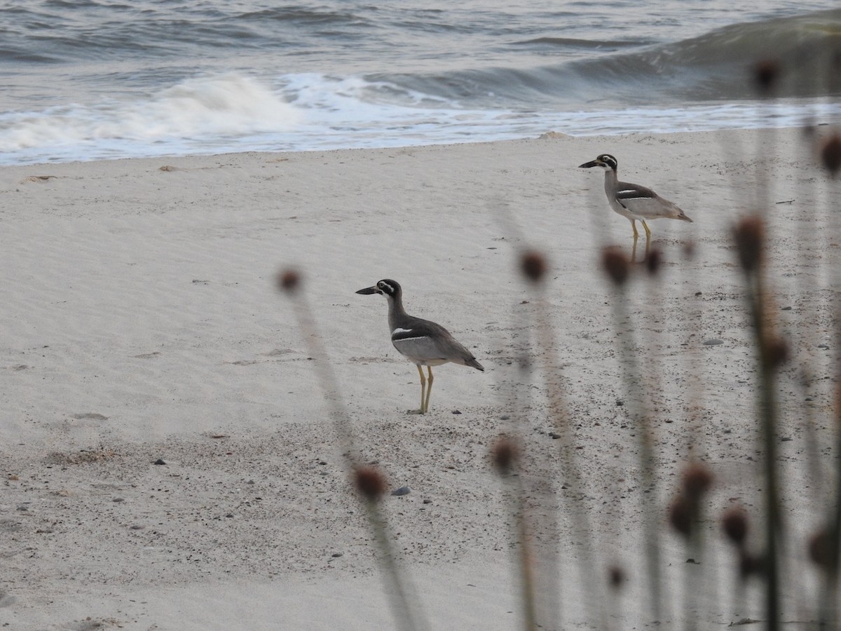 Лежень рифовий - ML646389643