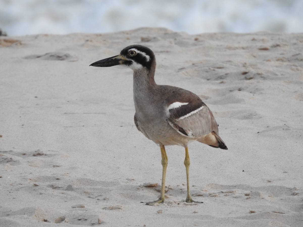 Лежень рифовий - ML646389644