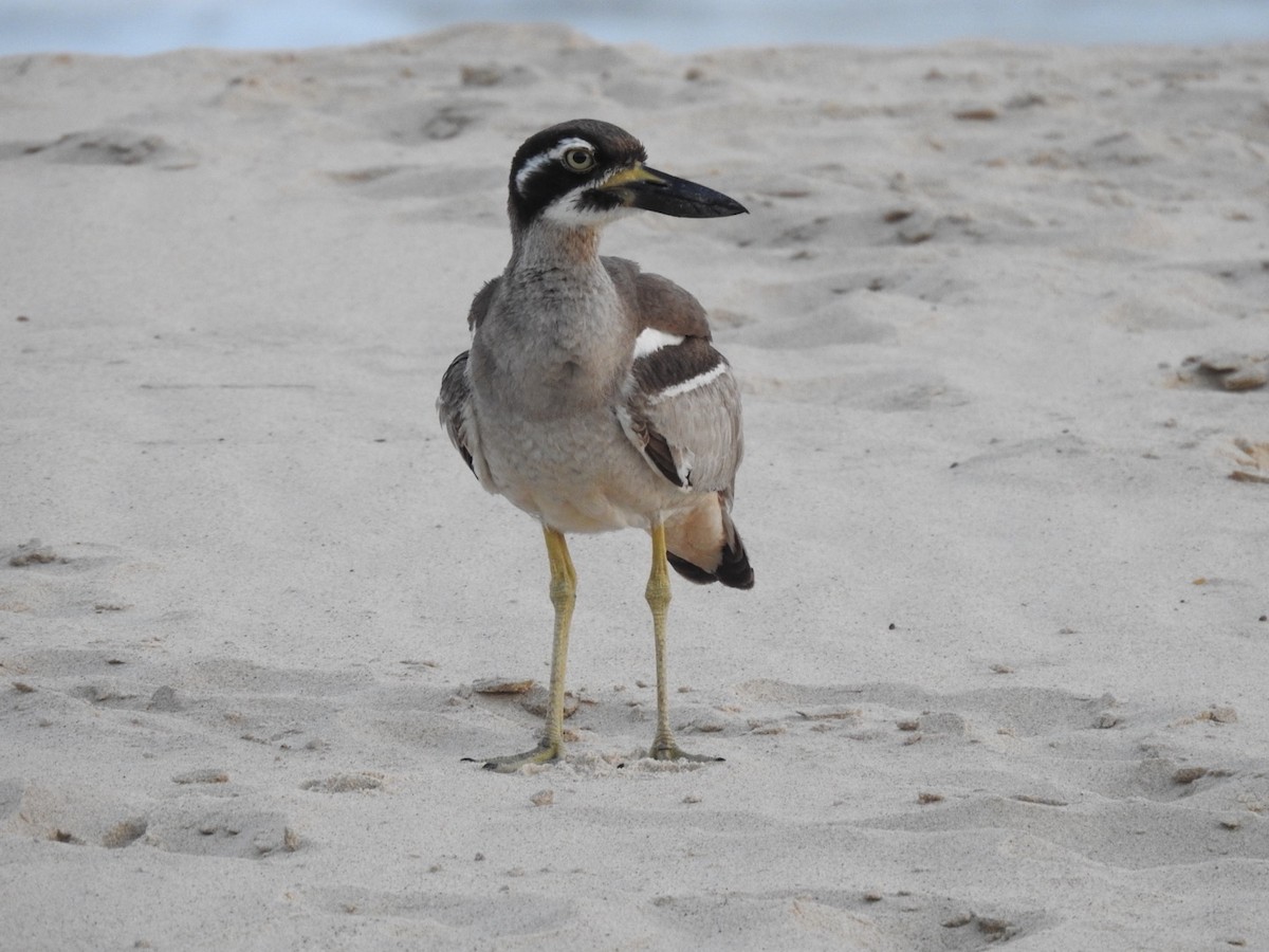 Лежень рифовий - ML646389645