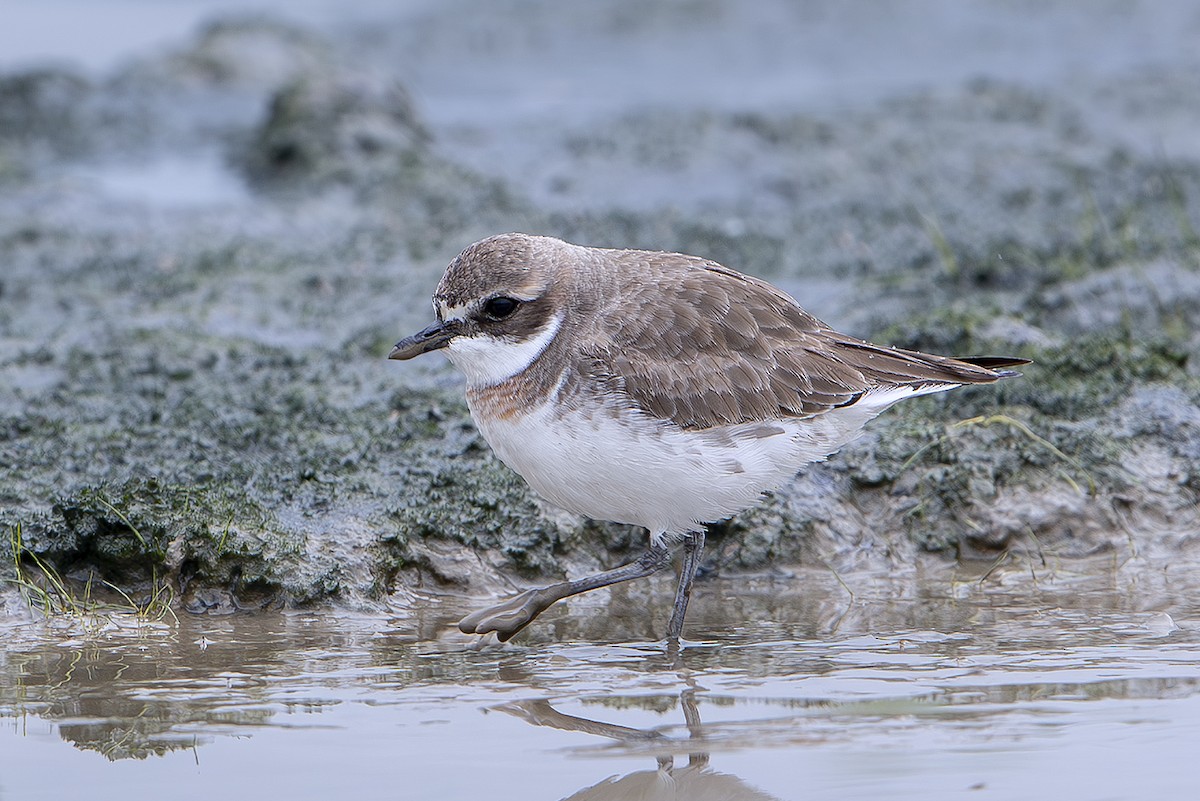 Пісочник сибірський - ML646389646