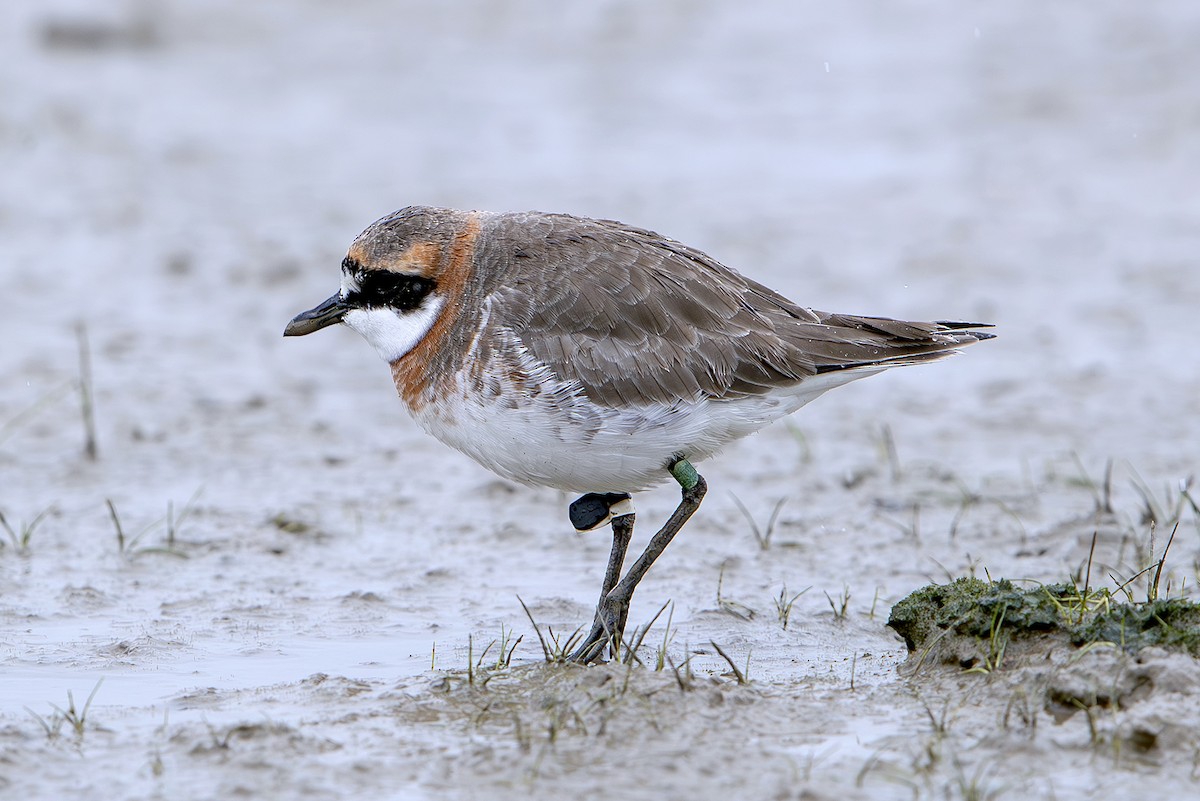 Пісочник сибірський - ML646389647