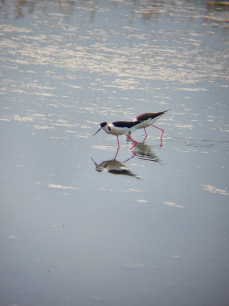 Кулик-довгоніг чорнокрилий - ML646389648