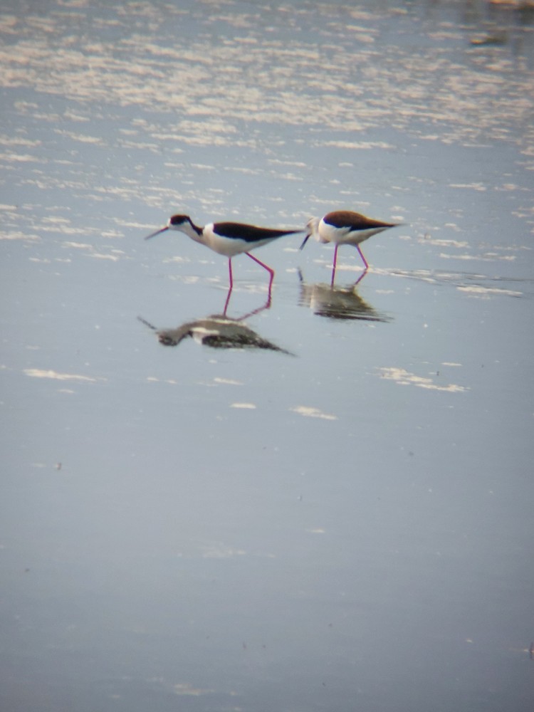 Кулик-довгоніг чорнокрилий - ML646389649