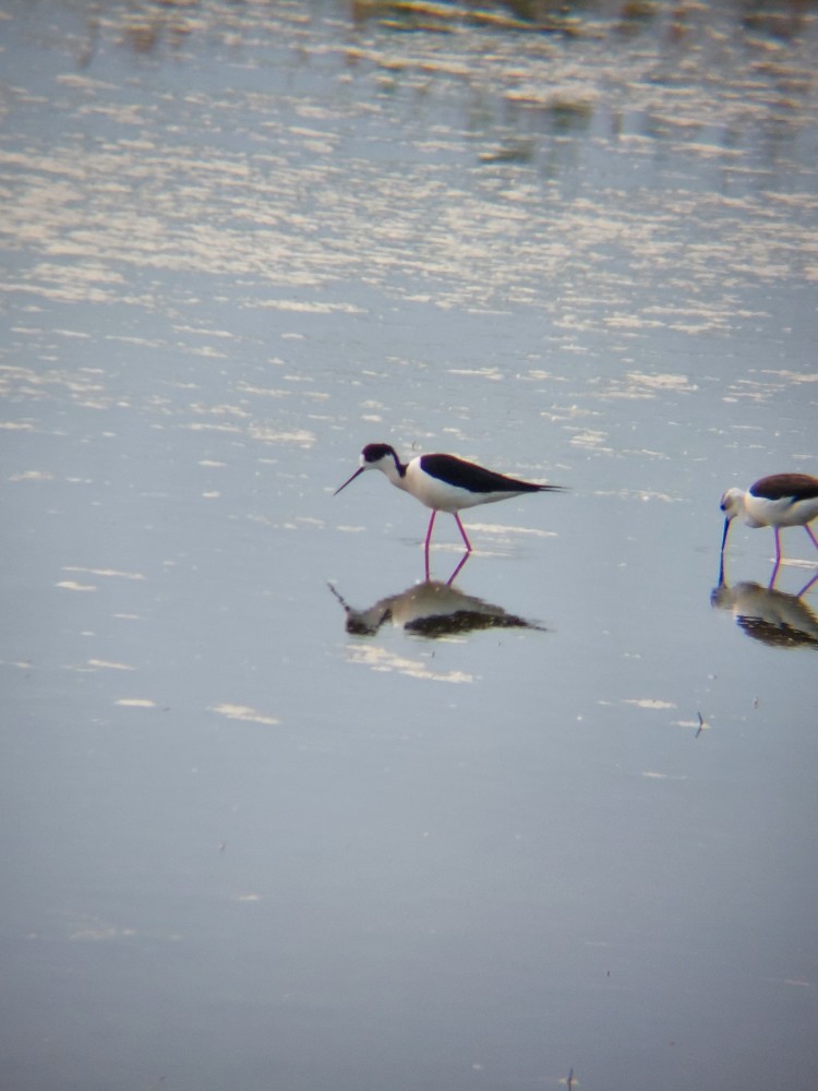 Кулик-довгоніг чорнокрилий - ML646389650