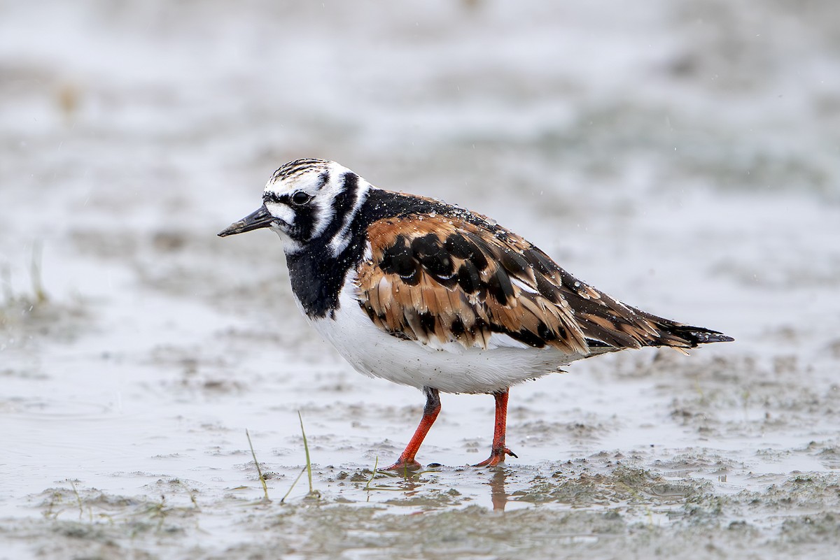 Крем'яшник звичайний - ML646389651