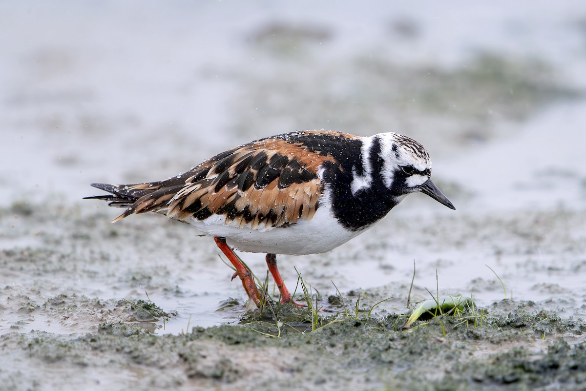 Крем'яшник звичайний - ML646389652