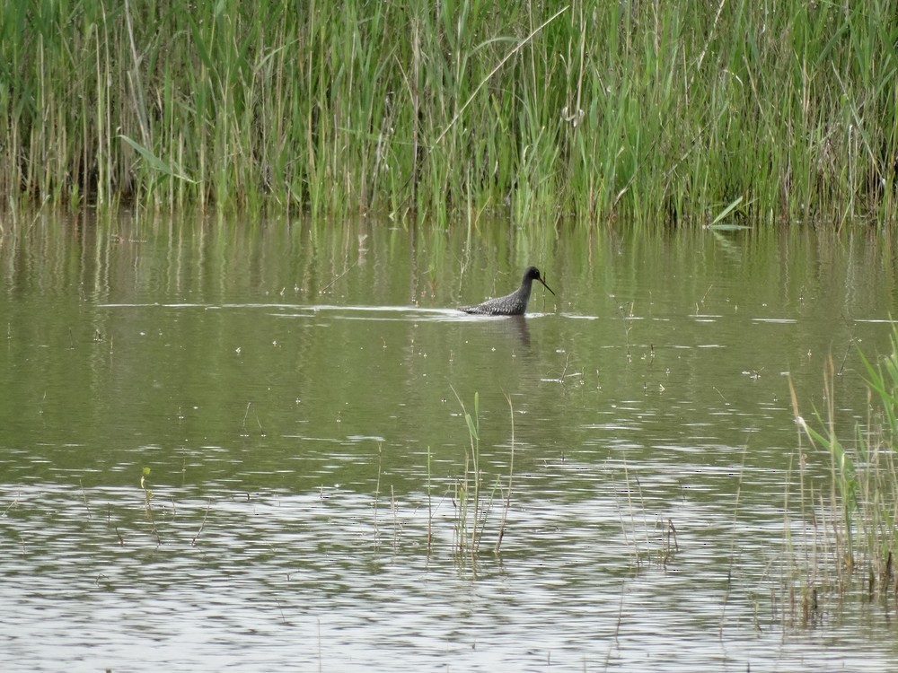 Spotted Redshank - ML646389659