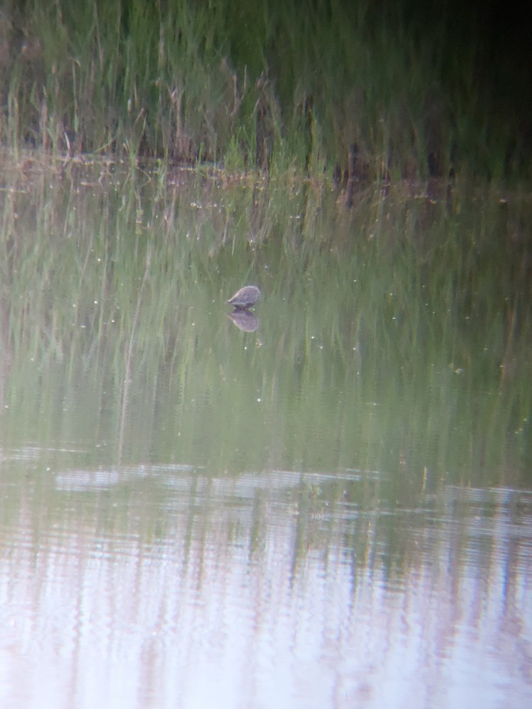 Spotted Redshank - ML646389660