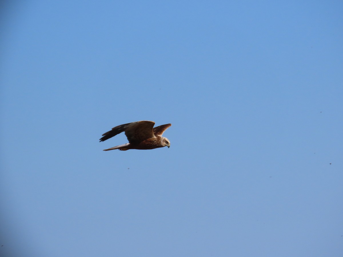 Western Marsh Harrier - ML646389661