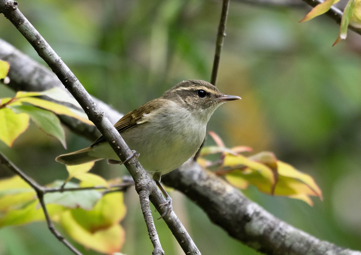 Large-billed Leaf Warbler - ML646389662