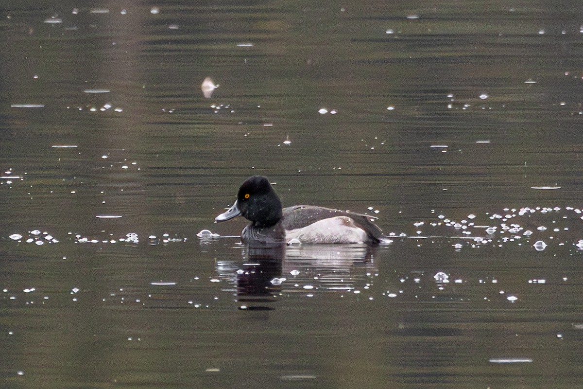 polák proužkozobý x vlnkovaný (hybrid) - ML646389663