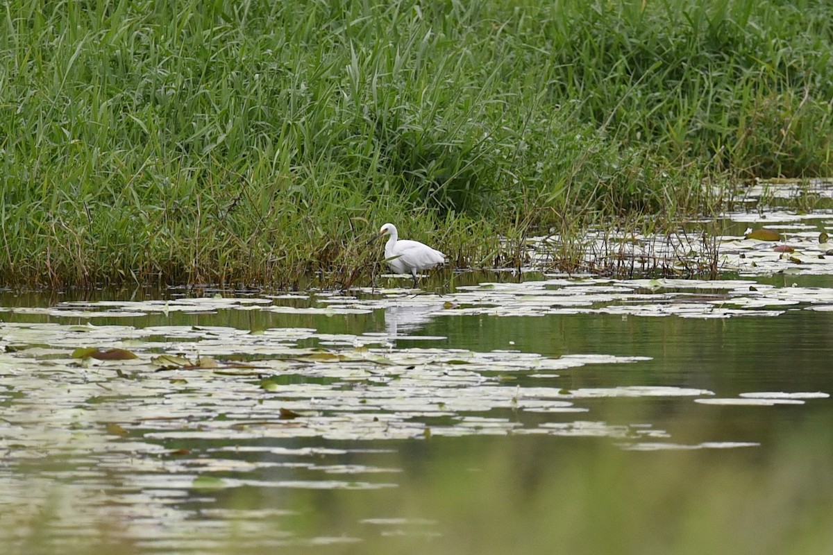 Little Egret - ML646389664