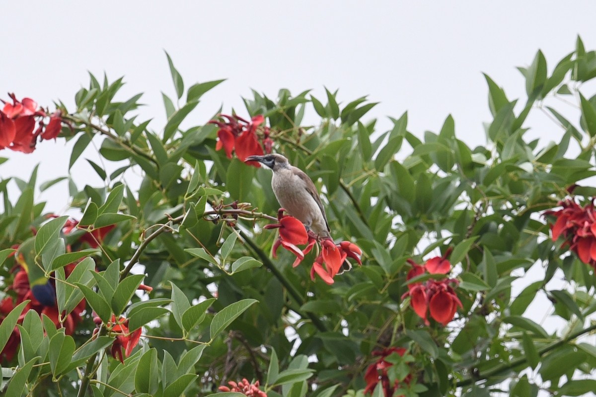Little Friarbird - ML646389665