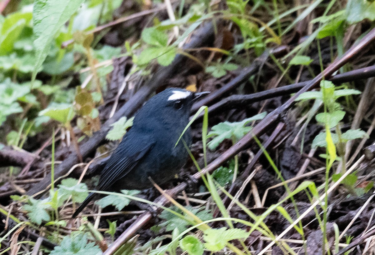 Himalayan Shortwing - ML646389666
