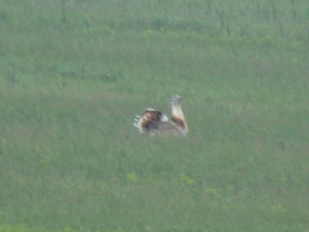 Great Bustard - ML646389667