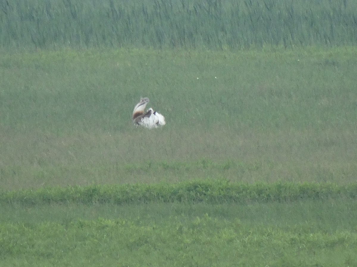 Great Bustard - ML646389668