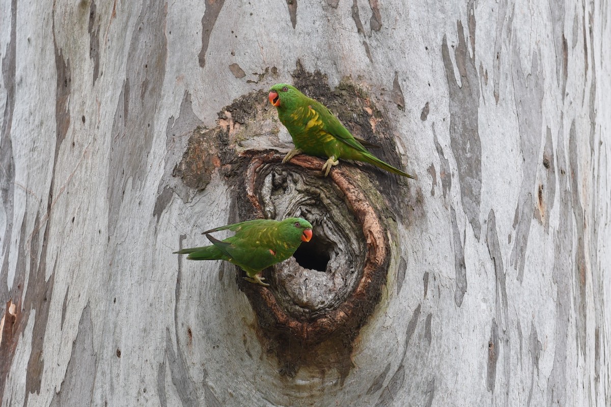 Scaly-breasted Lorikeet - ML646389670