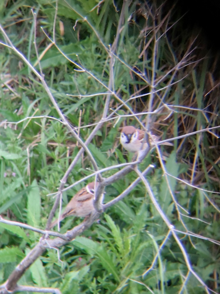 Eurasian Tree Sparrow - ML646389672