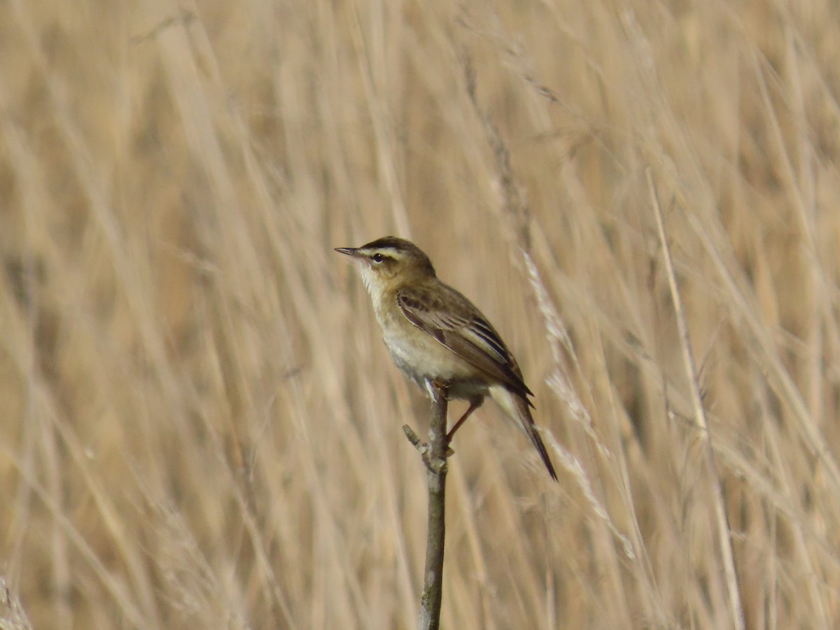 Sedge Warbler - ML646389673