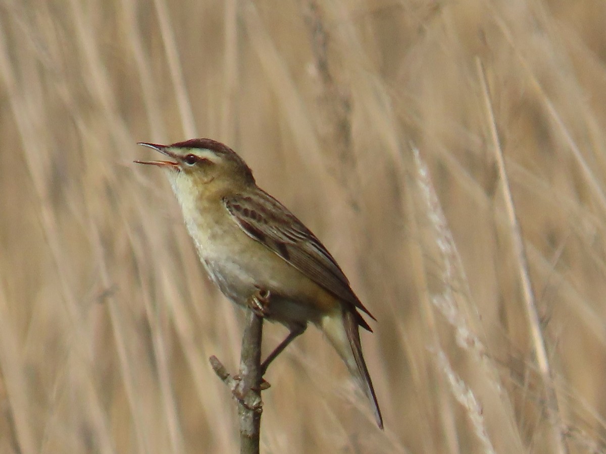 Sedge Warbler - ML646389674