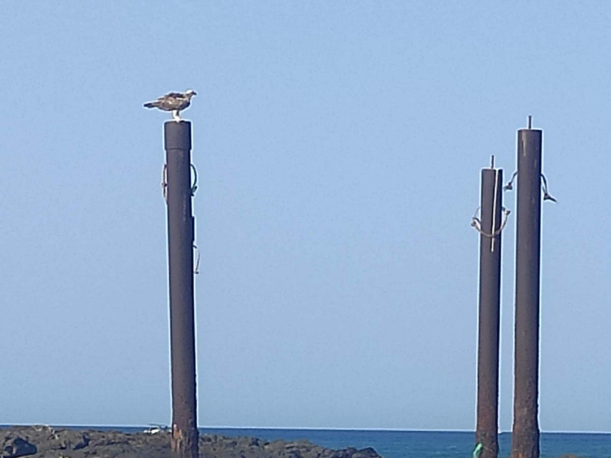 Osprey - ML646389676