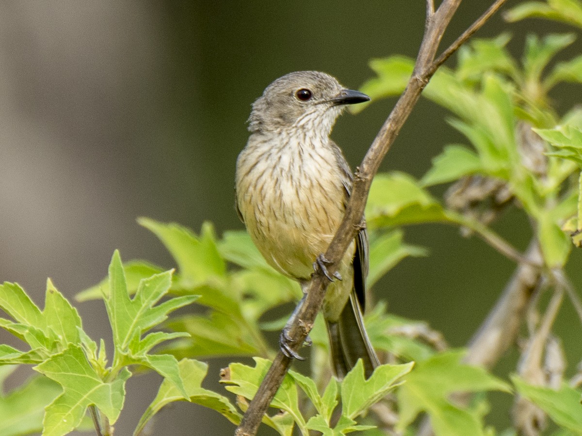 Rufous Whistler - ML646389678