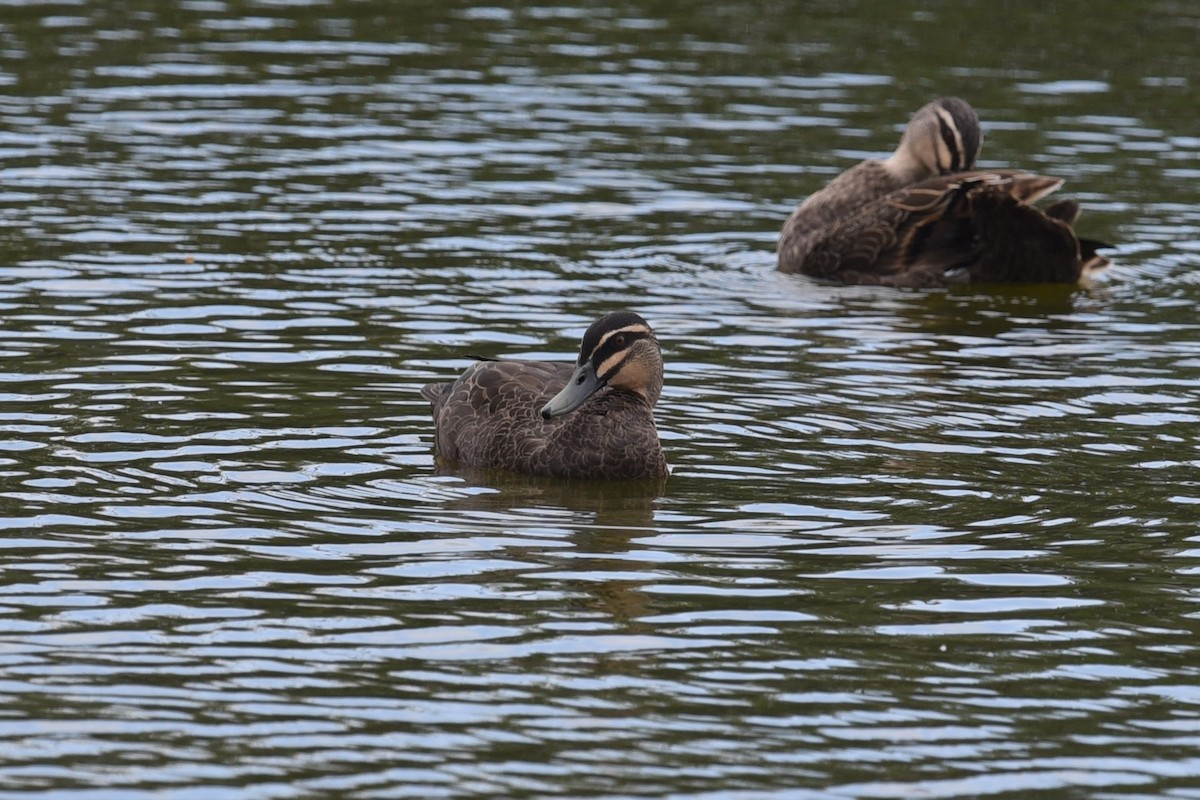 Pacific Black Duck - ML646389680