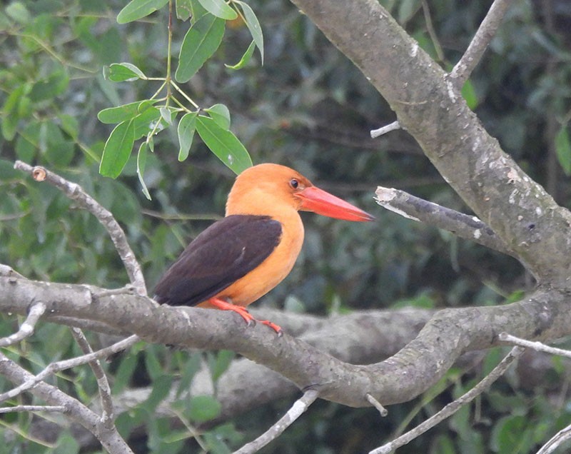 Brown-winged Kingfisher - ML646389682