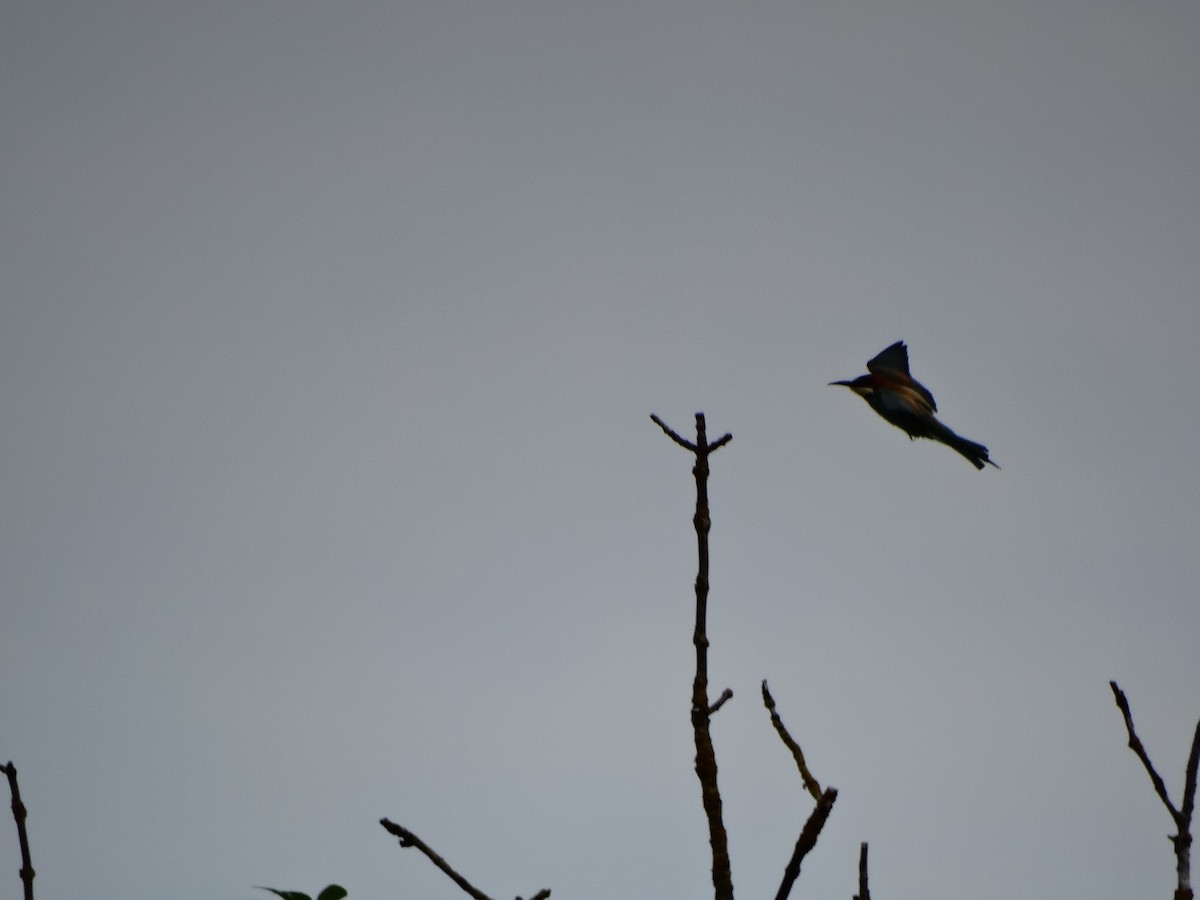 European Bee-eater - ML646389684