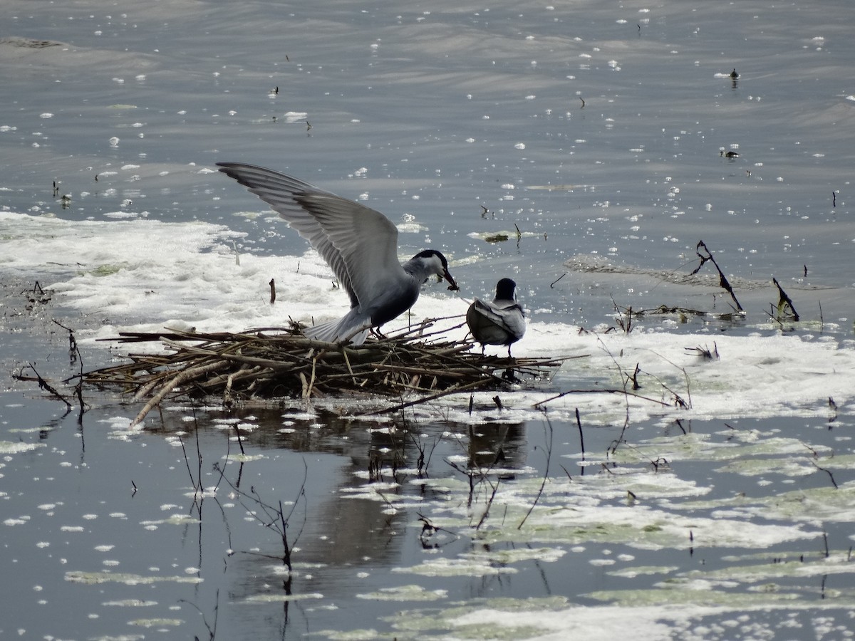 Whiskered Tern - ML646389686