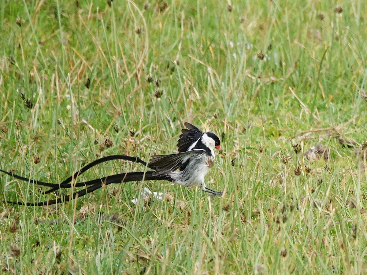 Pin-tailed Whydah - ML646389687
