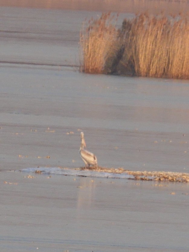 卷羽鵜鶘 - ML646389688