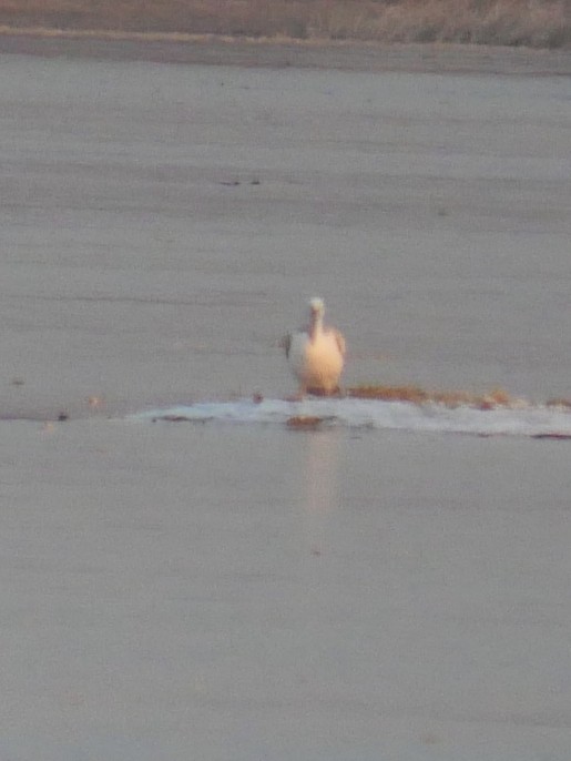 卷羽鵜鶘 - ML646389689