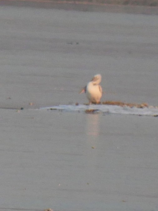 卷羽鵜鶘 - ML646389690