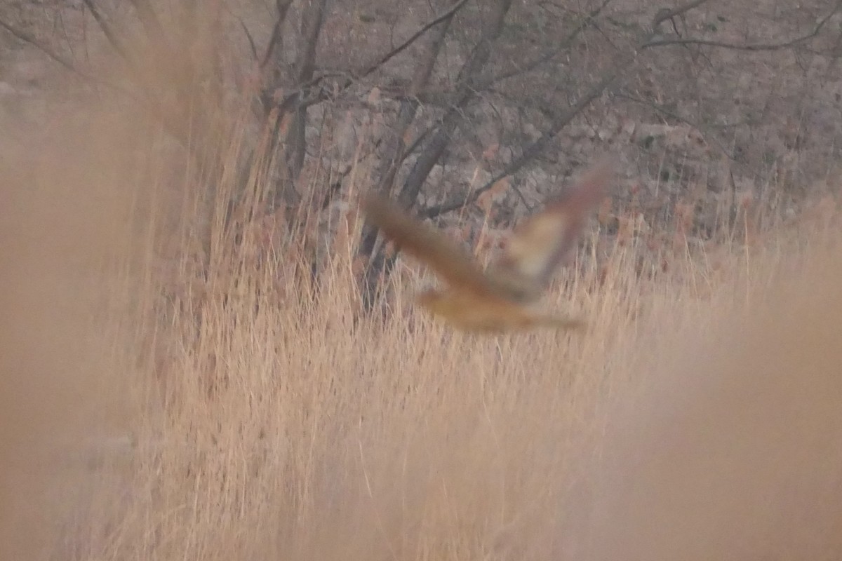 אנפה משורטטת - ML646389691