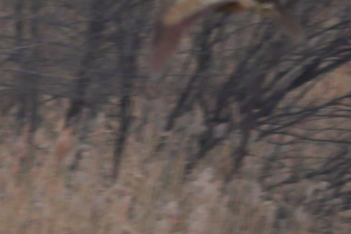 אנפה משורטטת - ML646389692