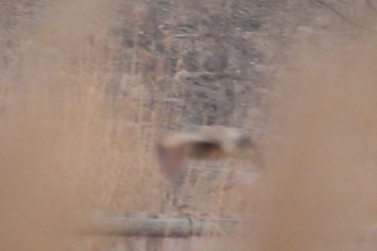 אנפה משורטטת - ML646389693